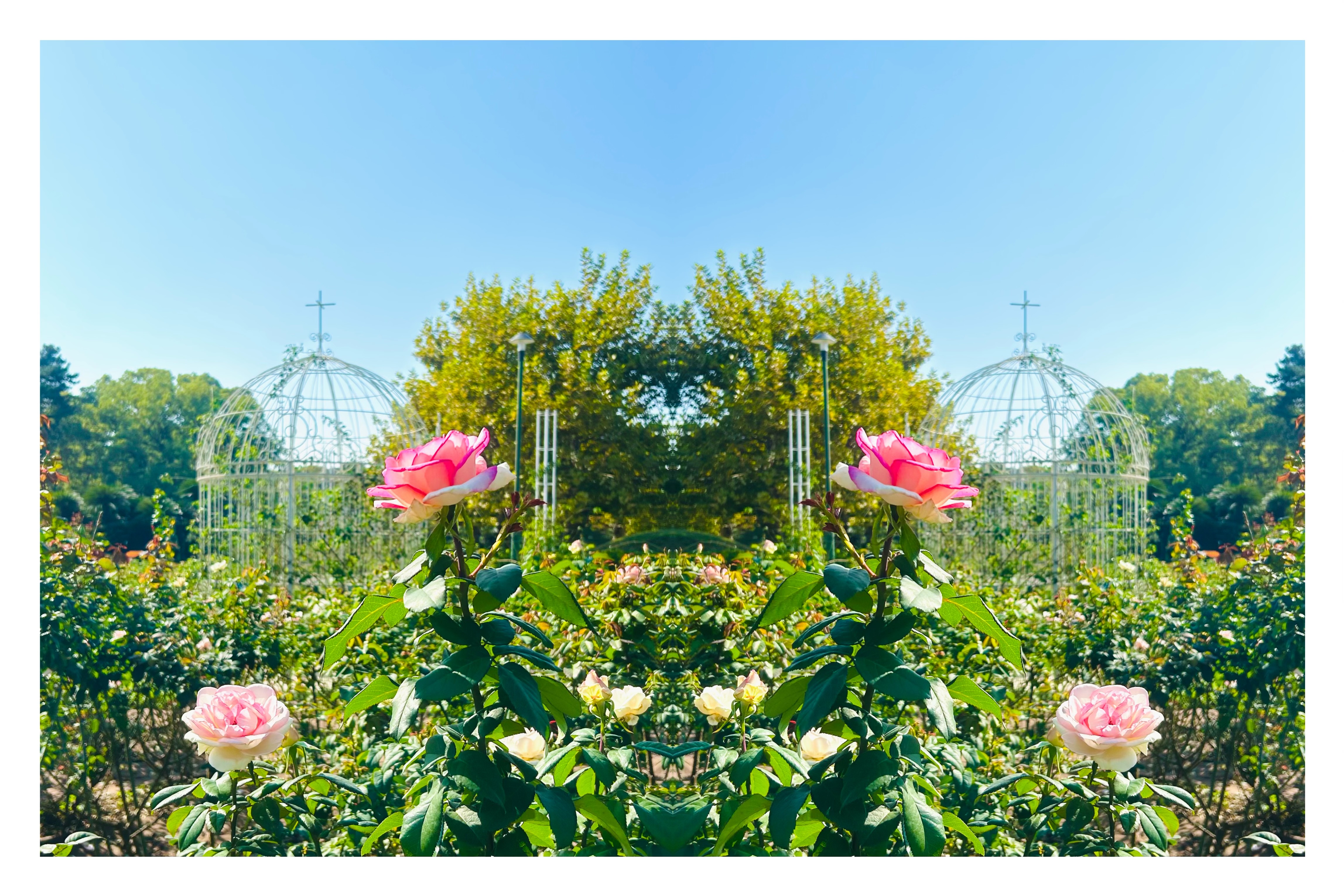 ピンクの薔薇が咲くバラ園とガゼボを左右反転し、対称に並ぶ薔薇と奥の木々がハート型の空間を描き出す青空の下の反転写真作品