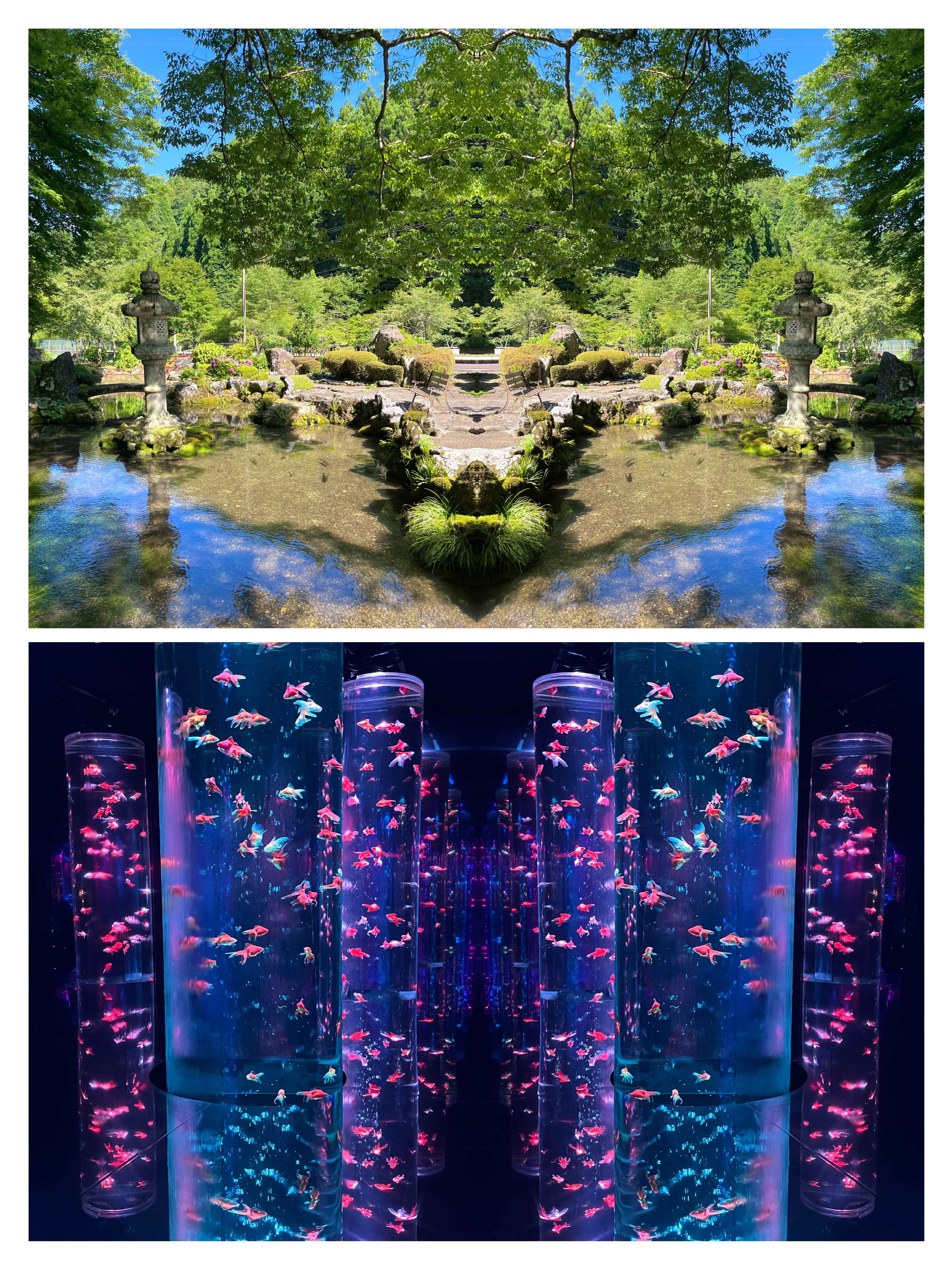 石灯籠のある日本庭園の池と新緑を左右反転した写真と、青紫色のライトに照らされた円柱型水槽を泳ぐ金魚を対称に映した写真を上下に配置した反転コラージュ作品